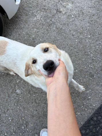 Malu cucciolo adozione del cuore - Foto 3