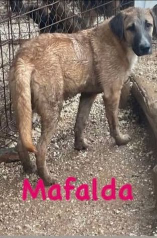 2cucciolotti marroni crescono senza essere notati.GARGANO - Foto 2