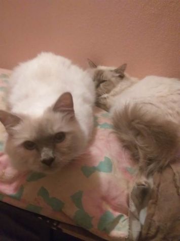Cuccioli Sacri di Birmania