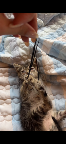 Regalo cucciolo di gattino - Foto 3