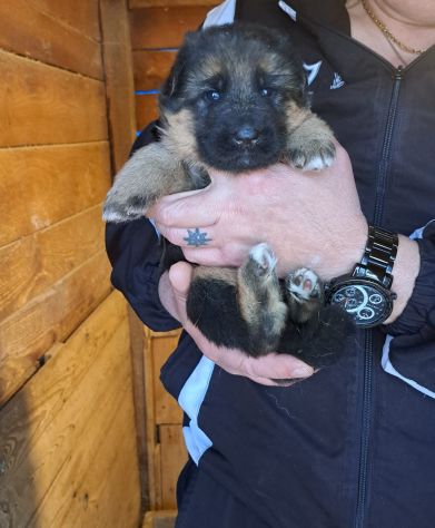 Titolo dellannuncio. Cuccioli di pastore tedesco pelo lungo e pelo normale. - Foto 4