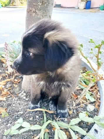 Ulisse cucciolo - Foto 6