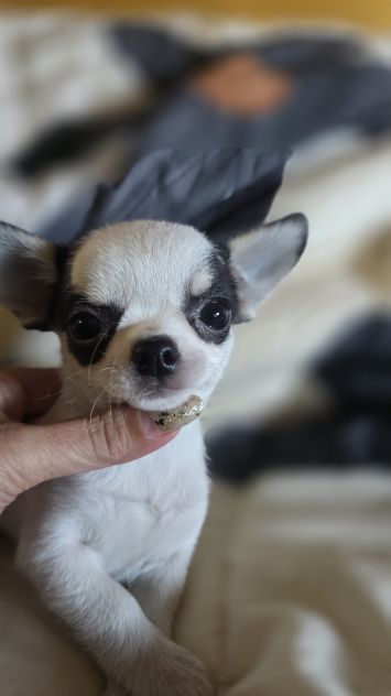 Chihuahua cuccioli - Foto 3