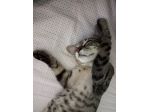 Pet sitter
