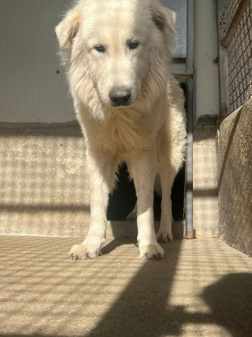 OWELL , CANE IN ADOZIONE - Foto 3