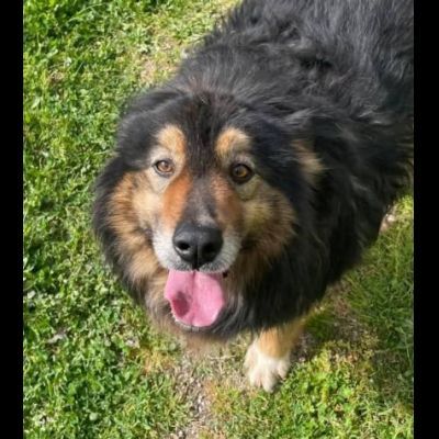 MARTIN SOCIEVOLE CANE IN ADOZIONE