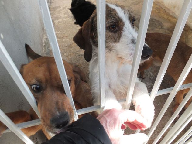 Pingo (taglia mediopiccola) - Foto 4