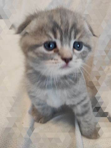 Gattini scottish straight fold - Foto 2