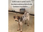 ELVIS E COOKY CAGNOLINI IN ADOZIONE