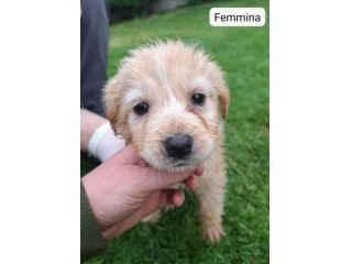 CUCCIOLI 2 MESI taglia media IN CANILE