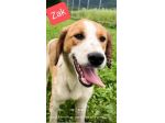 ZELDA E ZAC, la salvezza dall' oblio, CANI IN ADOZIONE TG MEDIO CONTENUTA