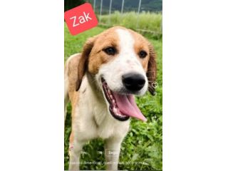ZELDA E ZAC, la salvezza dall' oblio, CANI IN ADOZIONE TG MEDIO CONTENUTA
