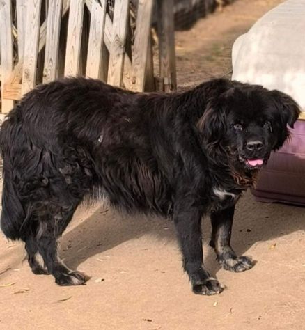BLACKY DONIAMOGLI LA SUA OCCASIONE CANE IN ADOZIONE - Foto 3