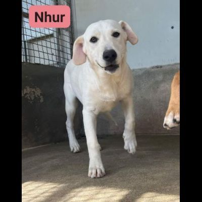 NHUR TENERA CUCCIOLA IN ADOZIONE - Foto 2