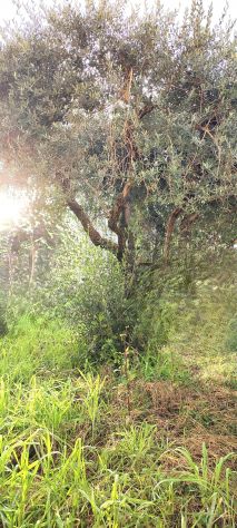 Pistoia Ovest terratetto con giardino e garage