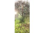 Pistoia Ovest terratetto con giardino e garage
