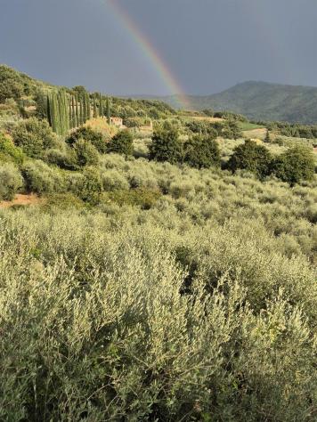 TERRENO VENDESI OLIVETA DI 780 OLIVI CON RIMESSA , POSSIBILITA' LUCE E ACQUA - Foto 7