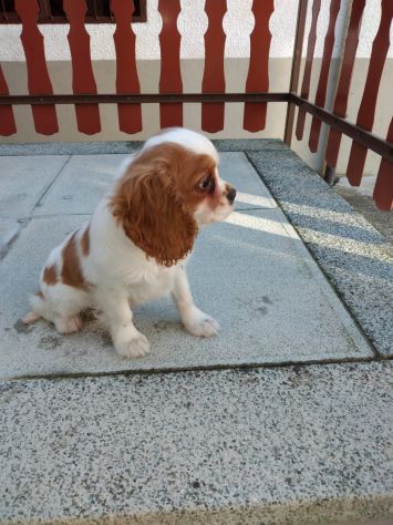 Cucciolo di Cavalier King - Foto 2