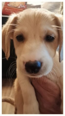 Vendo cucciolo di cane 8 mesi