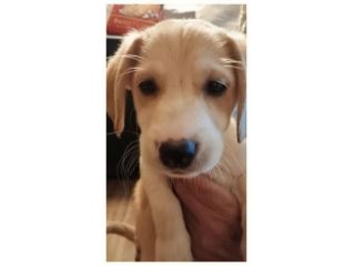 Vendo cucciolo di cane 8 mesi