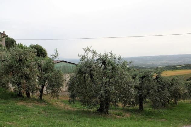Montecchio - Vendesi terreno agricolo con annesso da recuperare per uso abitativo in una frazione del comune di Montecchio