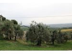 Montecchio - Vendesi terreno agricolo con annesso da recuperare per uso abi &hellip;