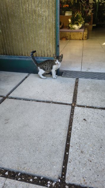 Gattino in affido a Pescara - Foto 2