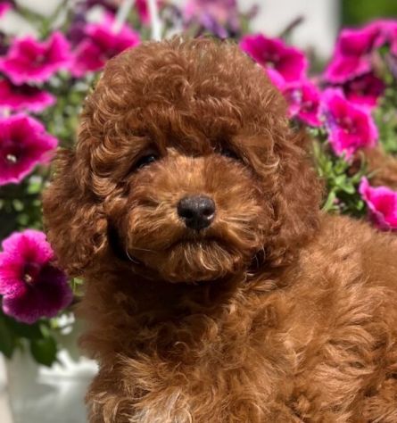 Cuccioli di Barboncino Toy- pagamento rateizzabile - Foto 2