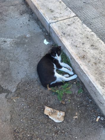 Burrito in adozione - Foto 4