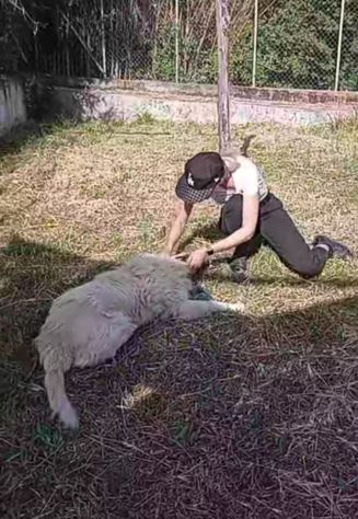 RUNNER cerca casa CANE IN ADOZIONE - Foto 9