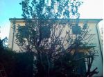 Villa in vendita a Arena Metato - San Giuliano Terme 110 mq  Rif: 1417533