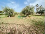 TERRENO AGRICOLO CON ULIVETO