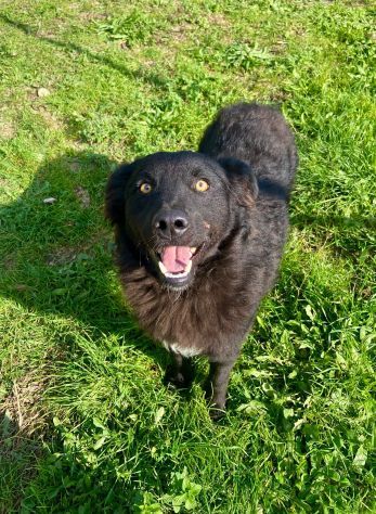 GiòGiò fantastico ed allegro cagnolino in adozione - Foto 2