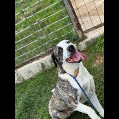 MAX CERCA ATTENZIONE, CHIEDE AMORE, CANE IN ADOZIONE TG MEDIA - Foto 6