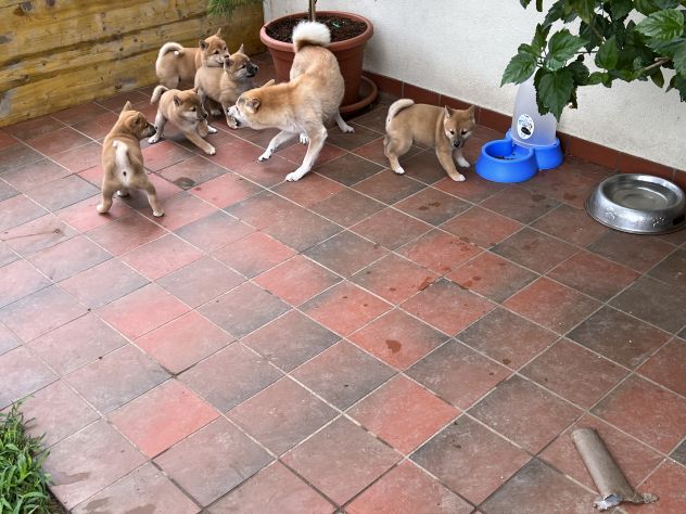 Cuccioli di Shiba Inu - Foto 3