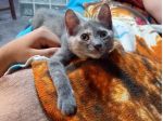 ZELDA, tenera gattina da adottare!