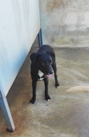 CAGNOLINO IN ADOZIONE: RAOUL, tenerissimo,mix labrador, taglia medio contenuta. - Foto 9