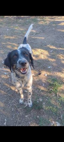 Betty simil Setter 2anni mollata mesi fa.CALABRIA - Foto 2