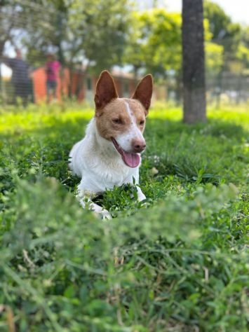 Scout