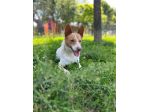 Scout