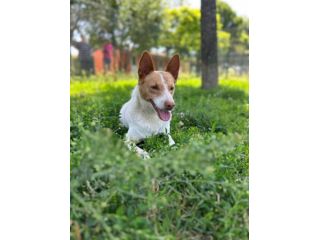 Scout