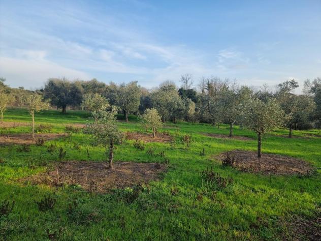 Terreno agricolo in vendita a Cerretti - Santa Maria a Monte 4730 mq Rif: 1252020 - Foto 2