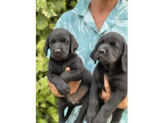 Cuccioli Maschietti di Labrador Retriever colore nero