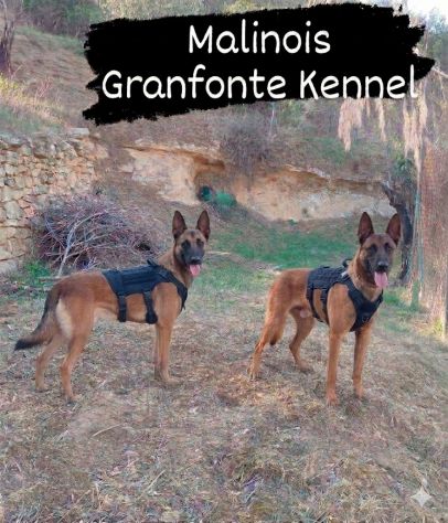 Malinois cuccioli - Foto 2