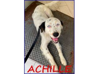 ACHILLE dagli occhi azzurri - giovane dolcissimo