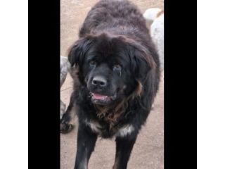 BLACKY DONIAMOGLI LA SUA OCCASIONE CANE IN ADOZIONE