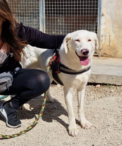Blanche da cucciola vive in canile - Foto 3