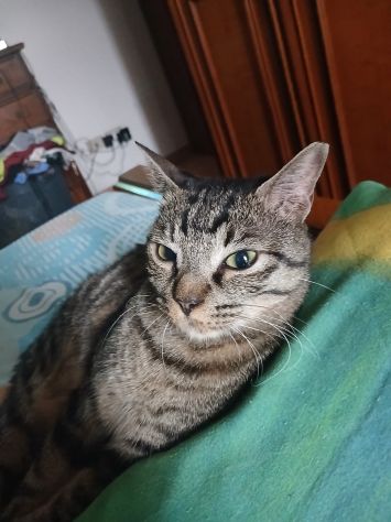 GATTI ADULTI - Foto 6