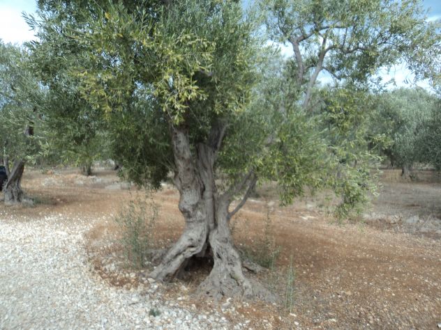 Albero di Ulivo - Foto 9