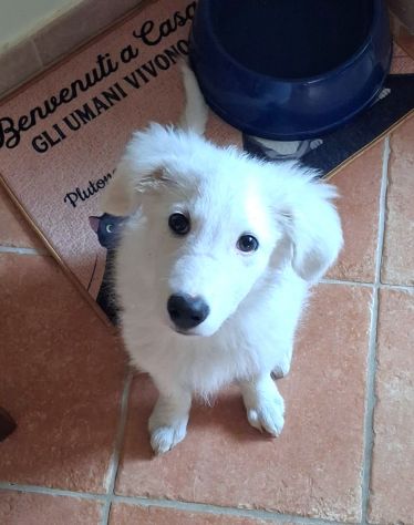 Ciao sono PIF, cucciolo col tartufo a forma di cuore - Foto 2